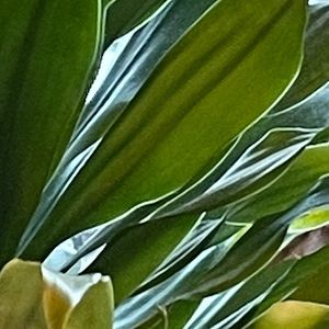 Meet your Posher, Maxwell